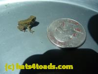 /home//u458753944/public_html/sourcegallery//Roxborough Toad Detour/2013-2019/2013/2013-06-03/P1120624.JPG